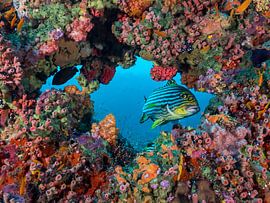 Blick durch den Koral