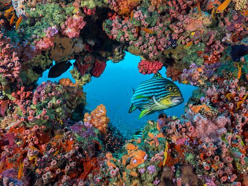 Blick durch den Koral von victor van bochove