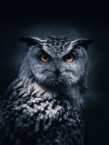 Porträt eines Uhus von Angelique Morees