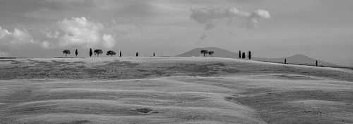 Monochrome Tuscany in 6x17 format, bomenrijen in San Quirico D'Orcia II