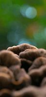 Escalier des champignons