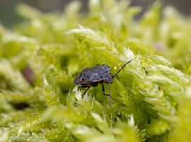 ein Fäustling auf einem begrünten Dach von Bopper Balten