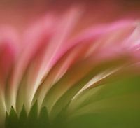 Soft Movements