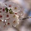 Sakura sur RT Photography