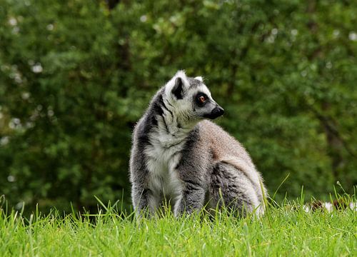 Curieux lémurien à queue annulaire