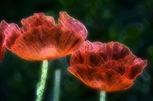 Mohnblumen Art