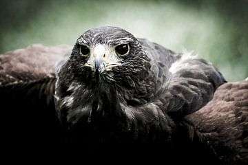 Portret van een roofvogel van Pureframed Photos