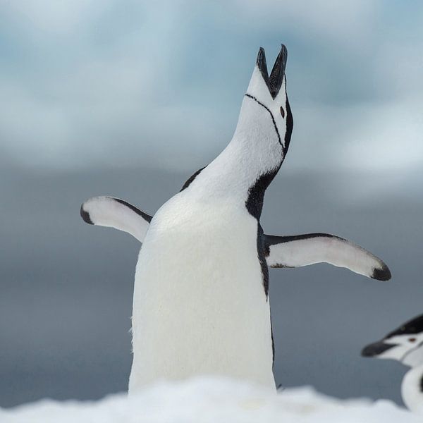 Storm banded penguin is happy by Benny Cottele