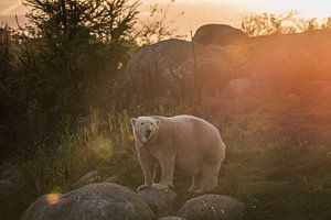 Ours polaire dans la lumière dorée