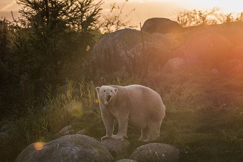 Polar bear in Golden Light