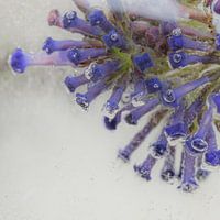 Frozen Flowers #10