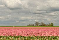 Dutch landscape along the Tulips route