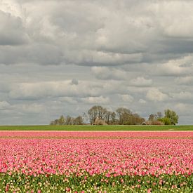 Paysage néerlandais le long de la route des tulipes  sur Wil van der Velde