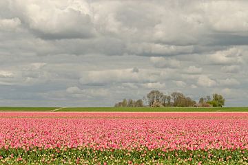 Hollands landschap langs deTulpenroute 