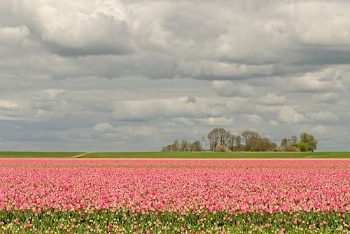 Hollands landschap langs deTulpenroute  van Wil van der Velde