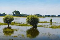 Uiterwaarden van de rivier de IJssel van Greta Lipman thumbnail