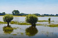 Uiterwaarden van de rivier de IJssel