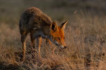 Renard au dernier rayon de soleil sur Reitse Beek Photography