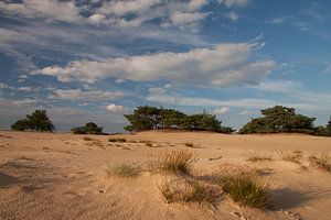 Kale Duinen (sable d'Aekinger) dans le parc national Drents-Friese Wold près d'Appelscha