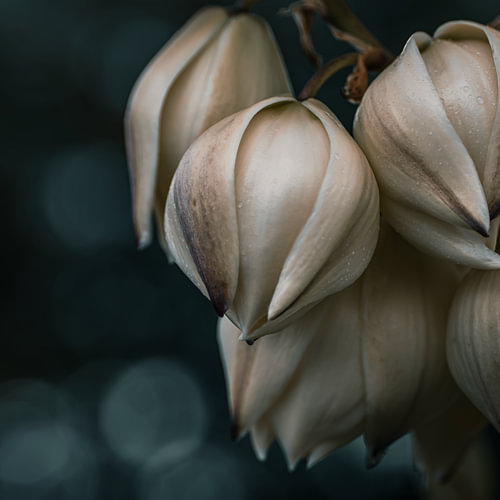 Un yucca dans un moment de calme