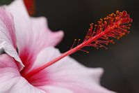 Bloem