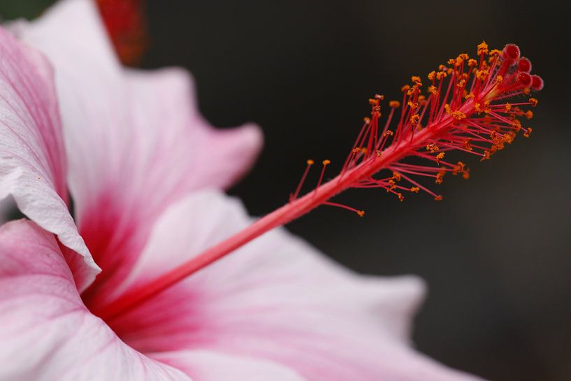 Bloem von James Barker