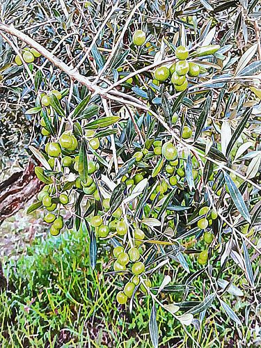 Olijven klaar om te plukken