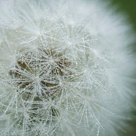 Dandelion Puffball covered in Droplets by Iris Holzer Richardson