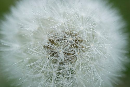 Paardebloempluisbal bedekt met druppels