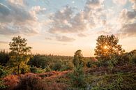 sunset heath and woods Holterberg by Kay Wils thumbnail