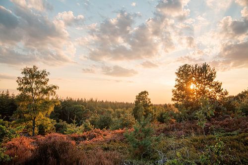 Sonnenuntergang Heide und Wald Holterberg von Kay Wils