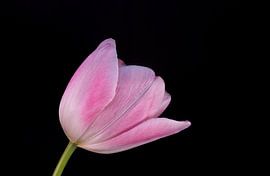 Roze Tulp by Leonie Boverhuis