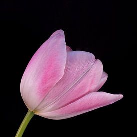 Roze Tulp sur Leonie Boverhuis