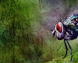 Fly sur Margreet Faber