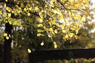 Bladeren in zonlicht van Laura Marienus thumbnail