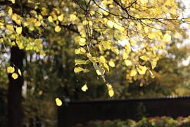 Bladeren in zonlicht