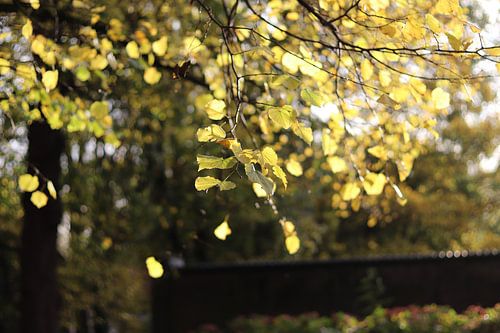 Blätter im Sonnenlicht