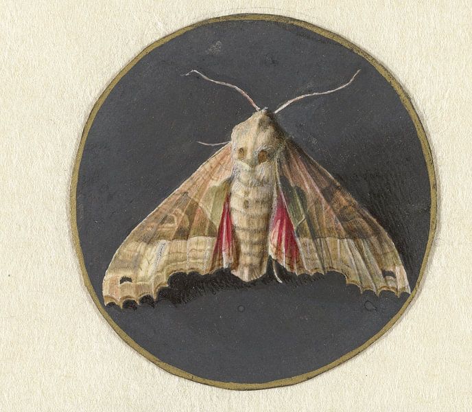 Moth, Jan Augustin van der Goes by Masterful Masters