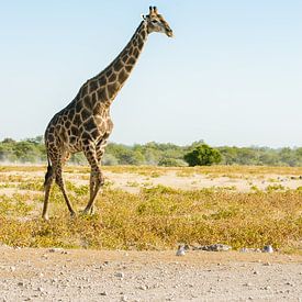Giraffe und Profil in Namibia von Kirstin Kraaijveld