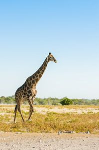 giraffe en profile in Namibië van Kirstin Kraaijveld