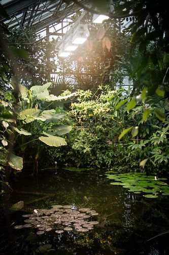 Spaziergang im botanischen Garten