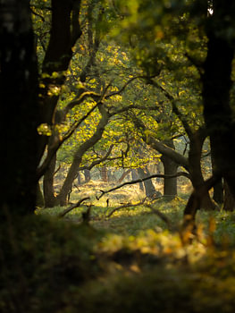 The mysterious Deeler forest