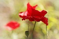Ich liebe sie so sehr ..... (Blume, rot, Mohn, Liebe) von Bob Daalder Miniaturansicht