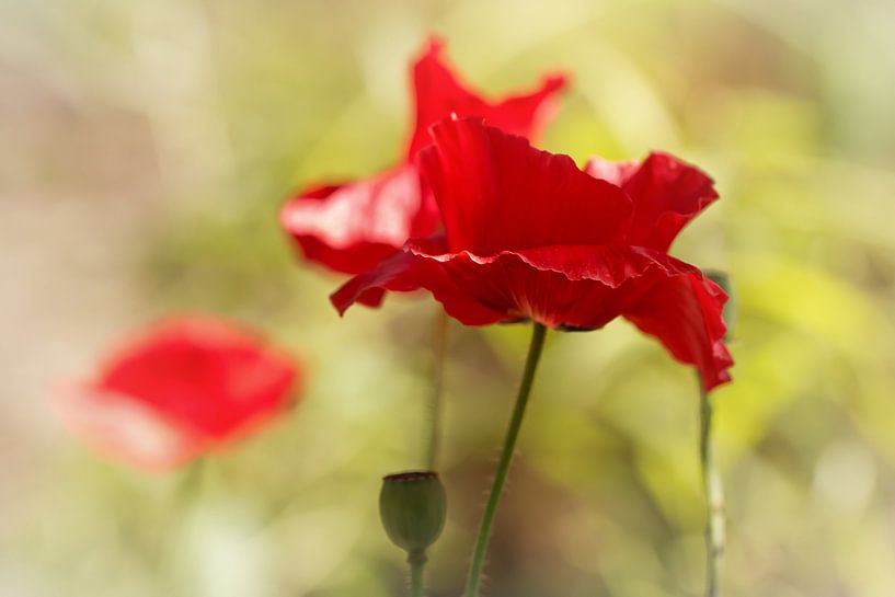 Ich liebe sie so sehr ..... (Blume, rot, Mohn, Liebe) von Bob Daalder