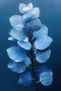 Blauwe eucalyptusbladeren tegen een zwarte achtergrond