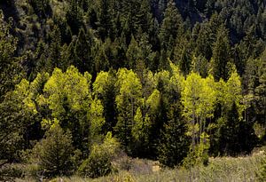 Wald mit Frühlingsfarben, Utah, USA