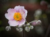 Wood anemone by Rob Boon thumbnail