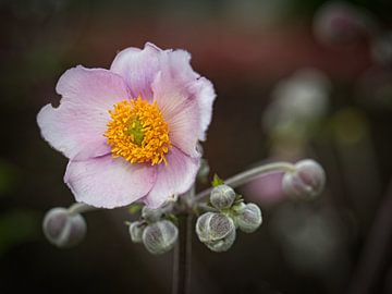 Wood anemone by Rob Boon