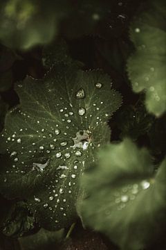 Lady's mantle 2