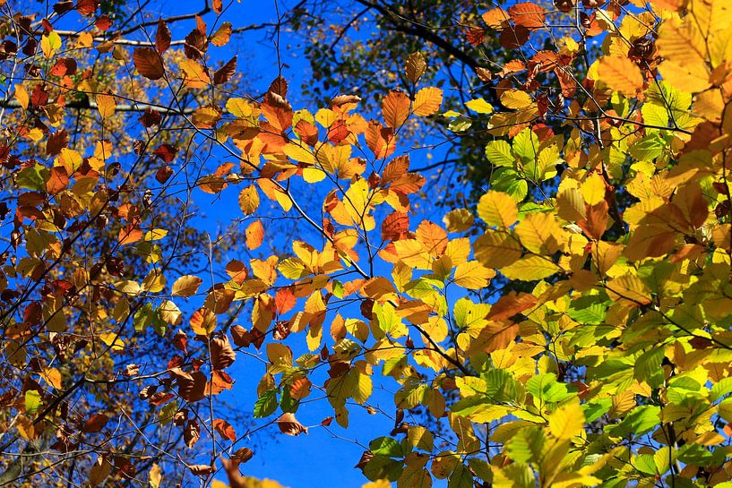 L'automne par Thomas Jäger